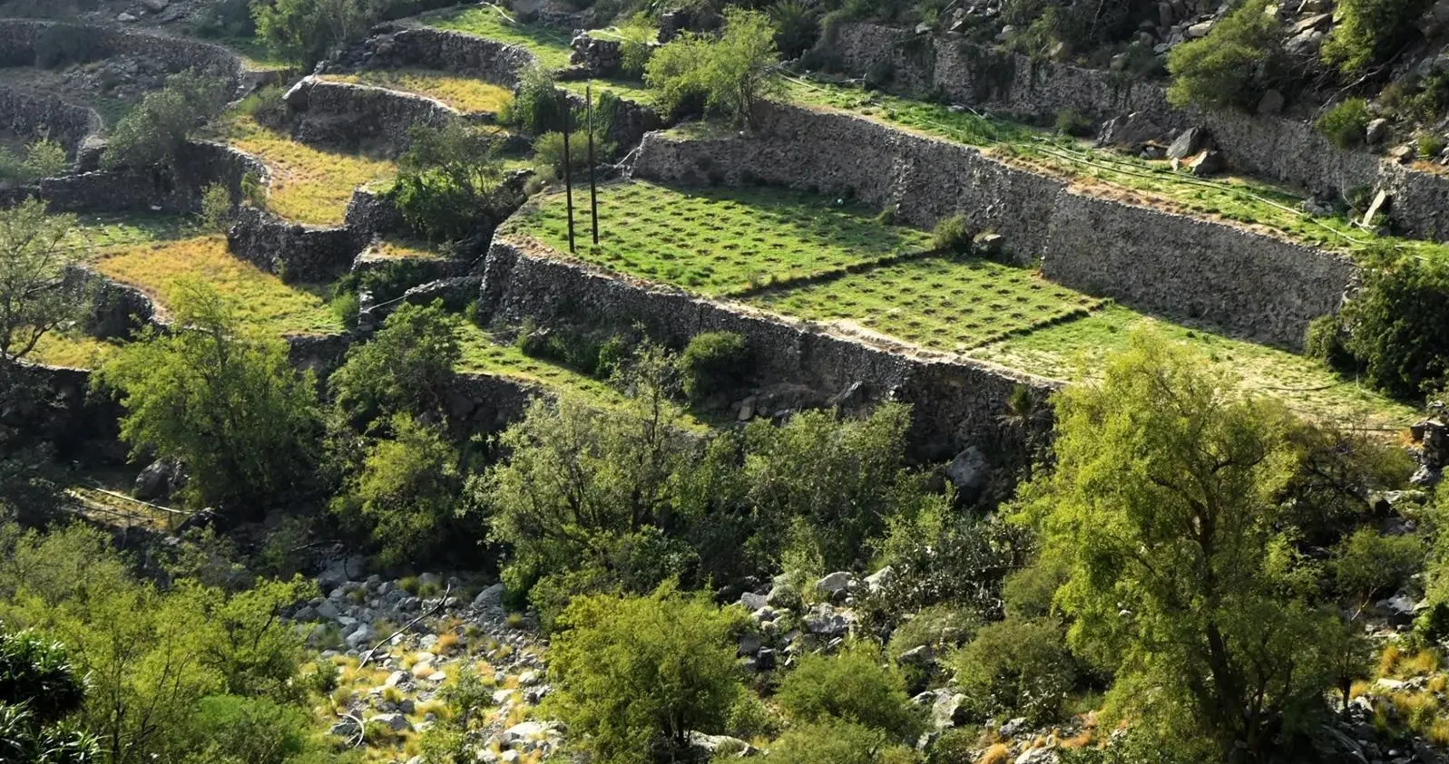 Mountain Roots: The Rise of Asir’s Mountain Coffee Economy