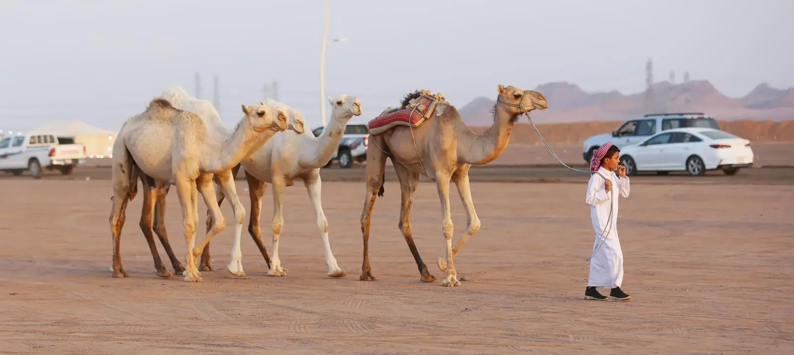 The third Madinah Camel Festival and Auction (Photo: SPA)