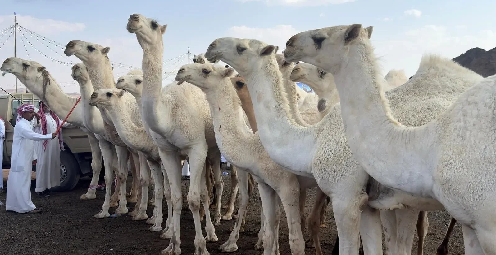 The third Madinah Camel Festival and Auction (Photo: SPA)
