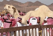 Third Madinah Camel Auction: Growing Celebration of Camel Heritage