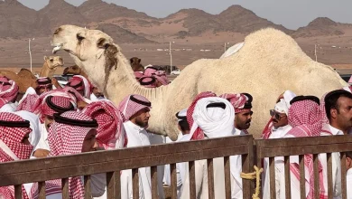 Third Madinah Camel Auction: Growing Celebration of Camel Heritage