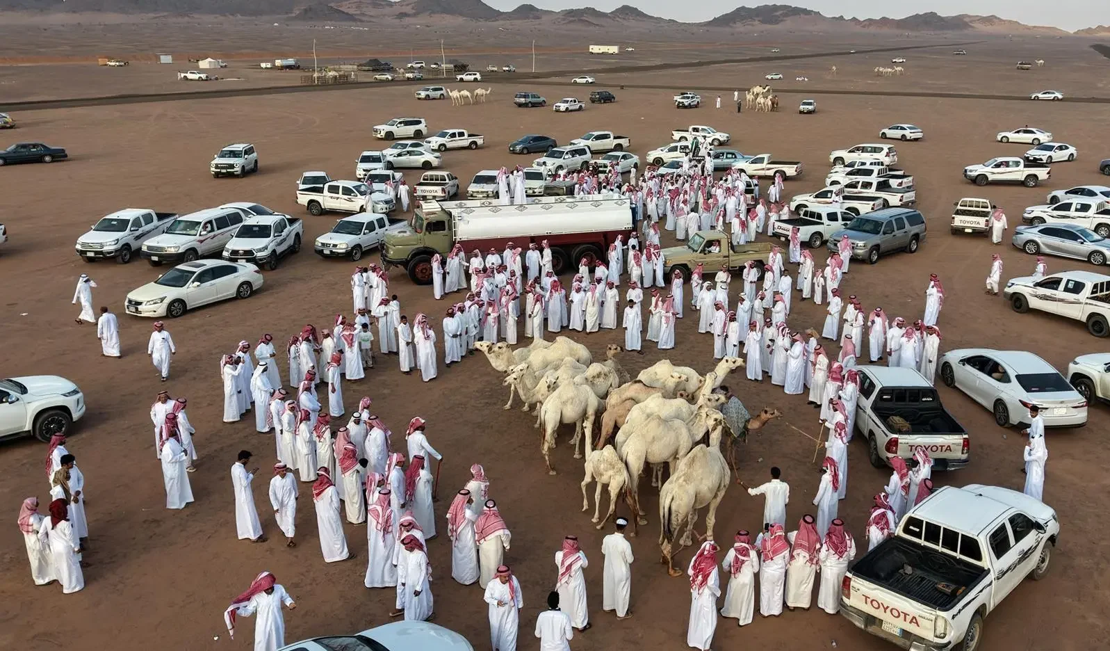 Third Madinah Camel Auction: Growing Celebration of Camel Heritage