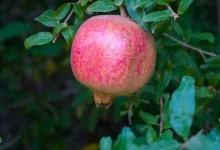 Qassim’s Pomegranate Harvest Reflects a Growing Agricultural Legacy
