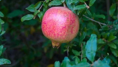 Qassim’s Pomegranate Harvest Reflects a Growing Agricultural Legacy