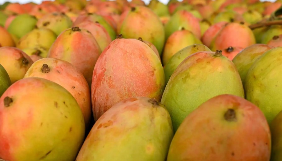 The Southern Food Basket: How Jazan Drives Saudi Arabia’s Self-Sufficiency
