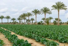 Saudi Reef Program