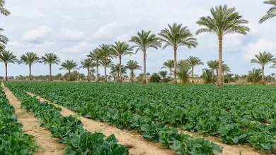 Saudi Reef Program