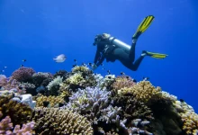 Coral reefs