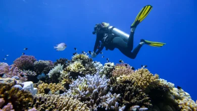 Coral reefs