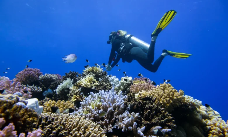 Coral reefs